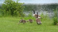 Canadian Geese Brans Mills Pond