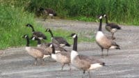 Canadian Geese