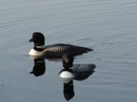 Harlow Pond Loons