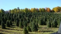 Balsam Fir Christmas Trees Dover-Foxcroft, ME