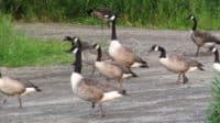 Canadian Geese